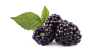 aroma-blackberries