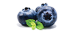 aroma-blueberry
