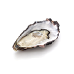 pairing-oyster
